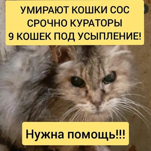 Душа животных. Умирает кошечка