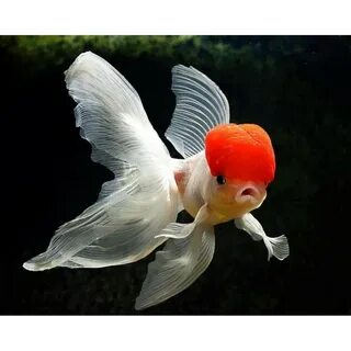 Оранда красная шапка (Carassius auratus) - 7см L-2024-04-137 купить оптом и в ро