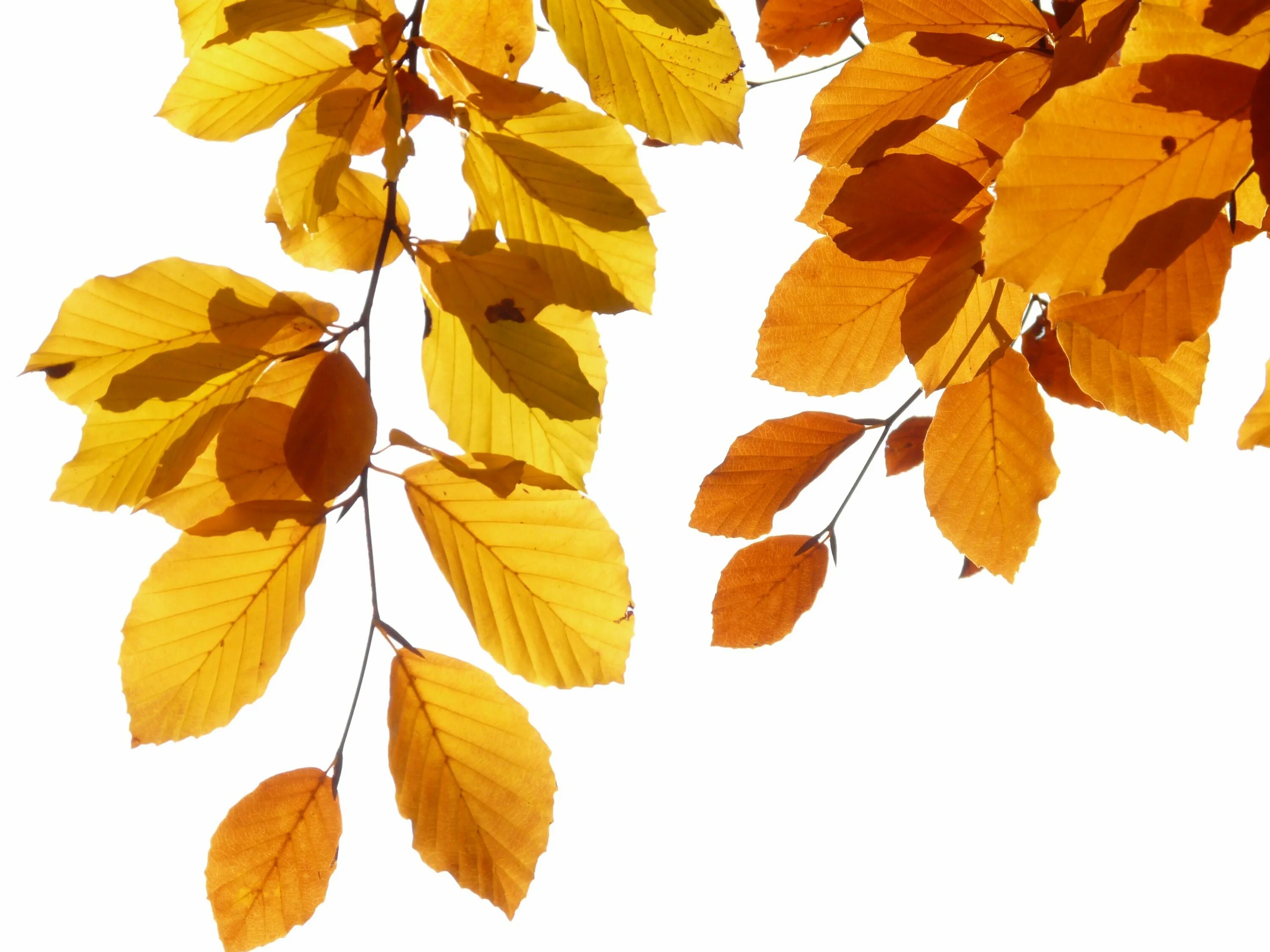 Ветка осенних листьев. Осенняя ветка. Листья на прозрачном фоне. Ветка с листьями. Ветка с осенними листьями.