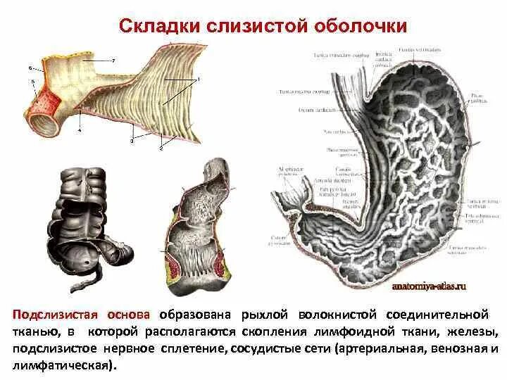 Складки слизистой продольно. Подслизистое сплетение. Какую роль играют складки в слизистой оболочке желудка. Подслизистая основа.