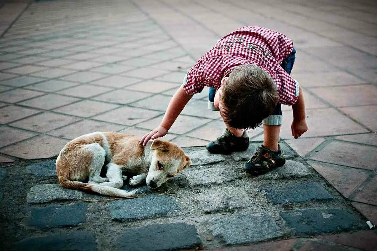 Картинки оставаться человеком. Добрые поступки. Милосердие к животным. Доброе отношение к животным это. Сострадание к животным.