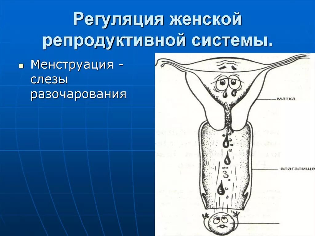 Репродуктивная система. Женская репродуктивная система. Регуляция женской репродуктивной системы. Репродуктивная система схема.