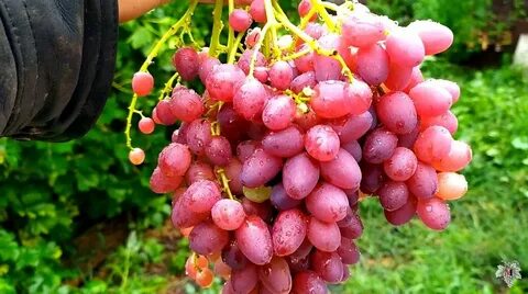 Кишмиш велес виноград описание сорта фото отзывы