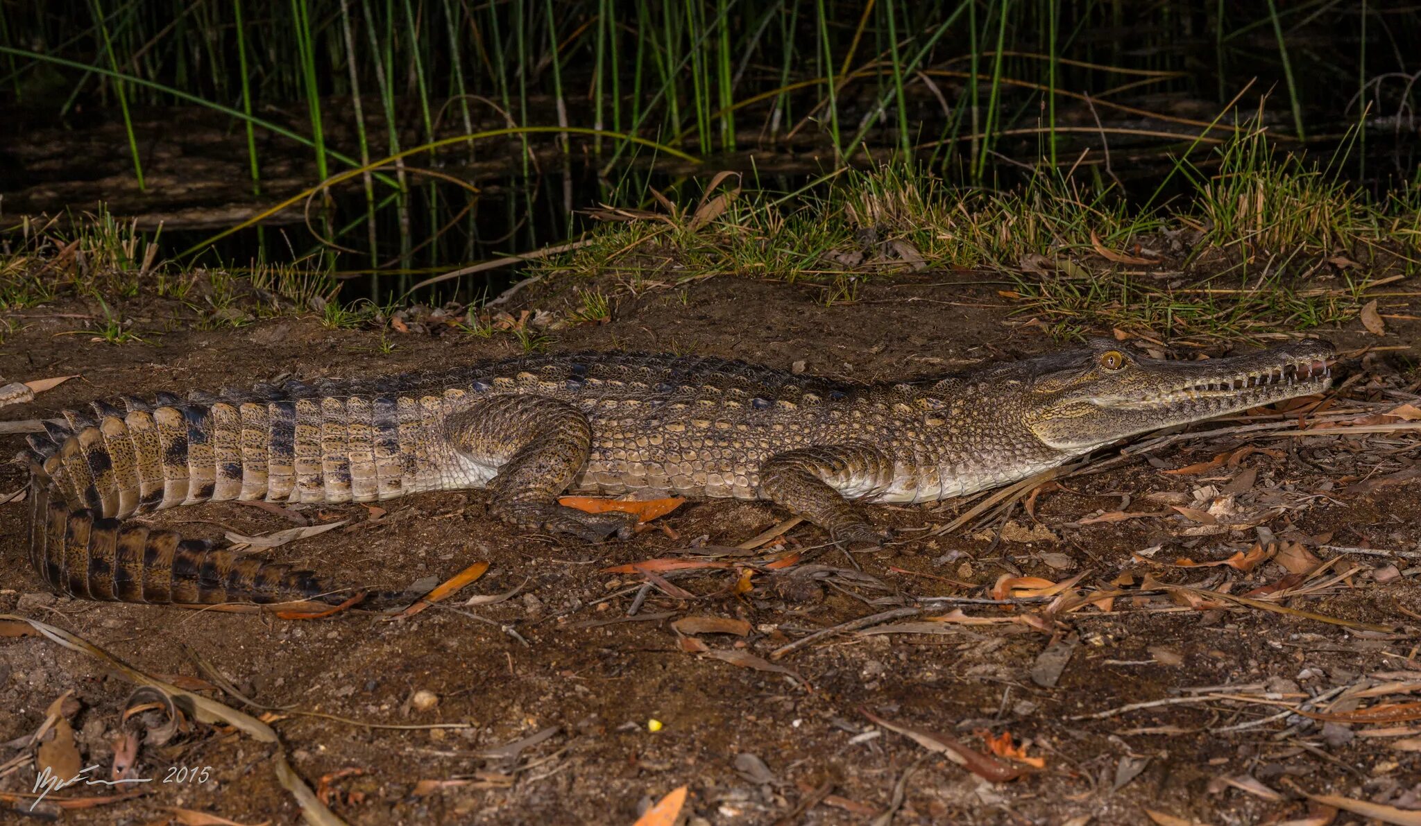 Африканский узкорылый крокодил (crocodylus cataphractus). Африканский узкорылый крокодил. Узкорылый крокодил 6. Крокодил джонстона. Африканский узкорылый крокодил (crocodylus cataphractus).