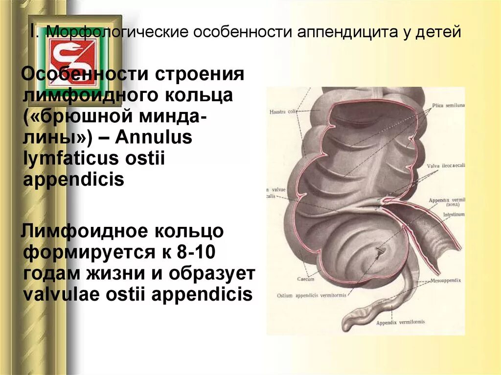 Аппендикс пример. Строение аппендикса анатомия. Строение червеобразного отростка. Особенности строения аппендикса.
