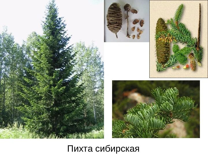 Муниципальное бюджетное дошкольное образовательное учреждение Фировский детский 