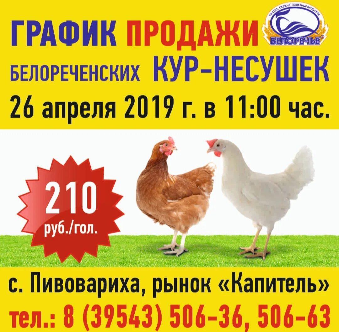 Купить курицу иркутск. Реклама кур несушек. Куры несушки на птицефабрике. Птицефабрика кур несушек. Номер телефона птицефабрики.