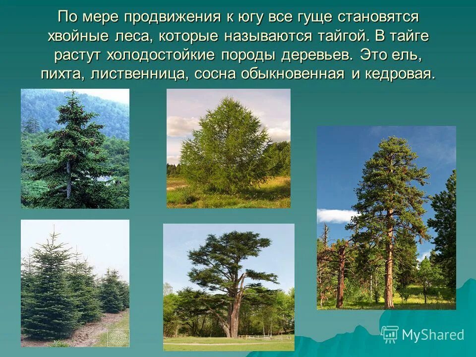 В лесу сосны и ели они какие