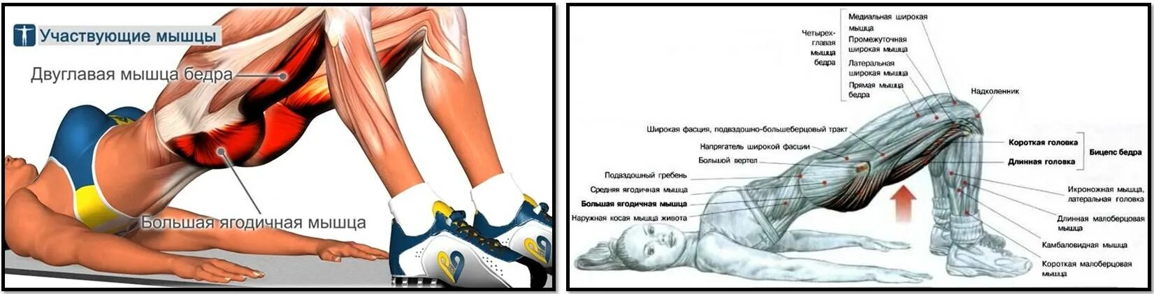 Ягодичный мост техника мышцы. Упражнение мышцы ягодичный мостик. Ягодичный мостик задействованные мышцы. Упражнения на среднюю ягодичную мышцу.
