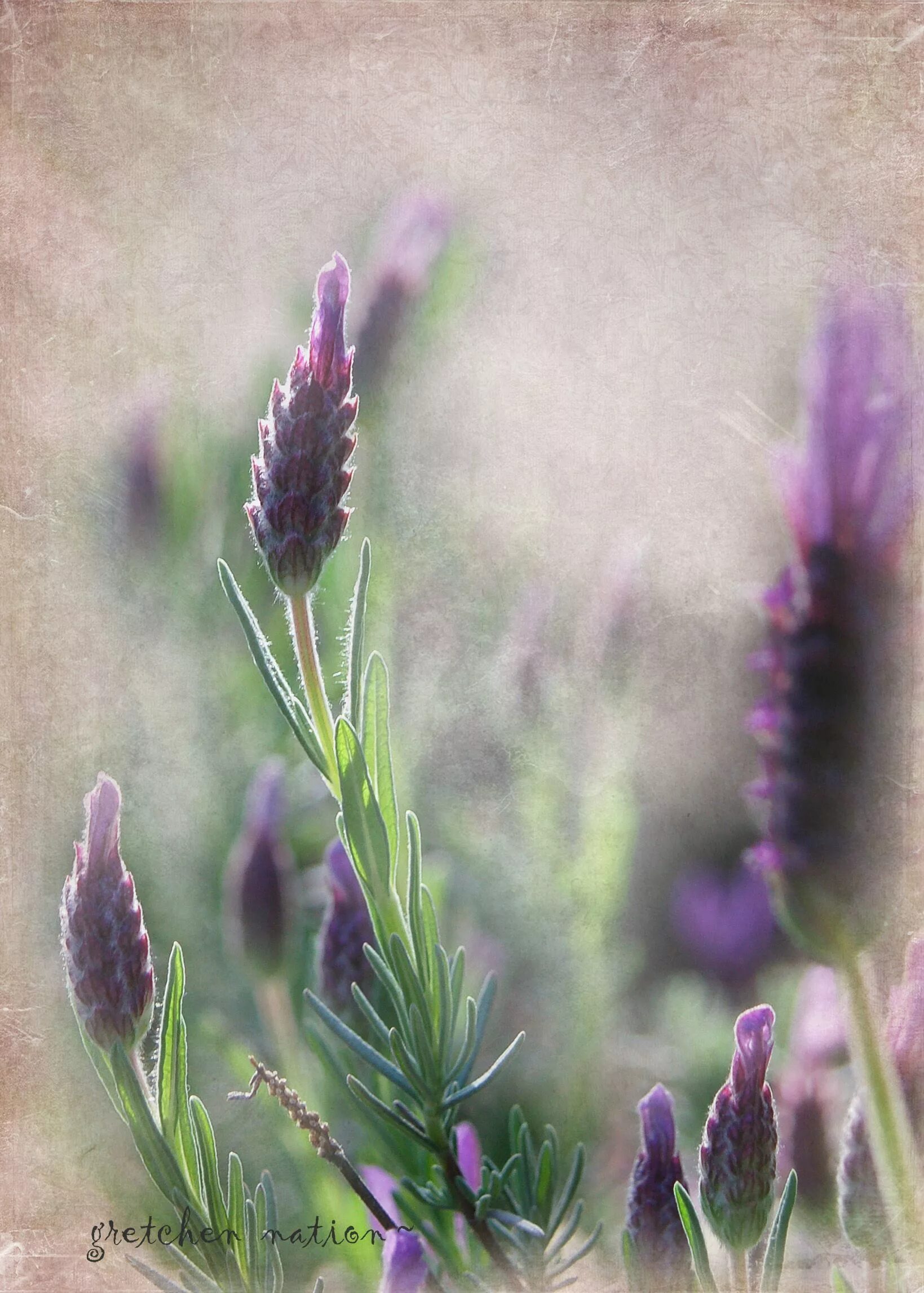 Лавандес смарже. Акварель мк лавандовое поле. Малгожата шчечинска (malgorzata szczecinska) —. Angela staehling)художник прованса. Пейзажи цветов акварелью.