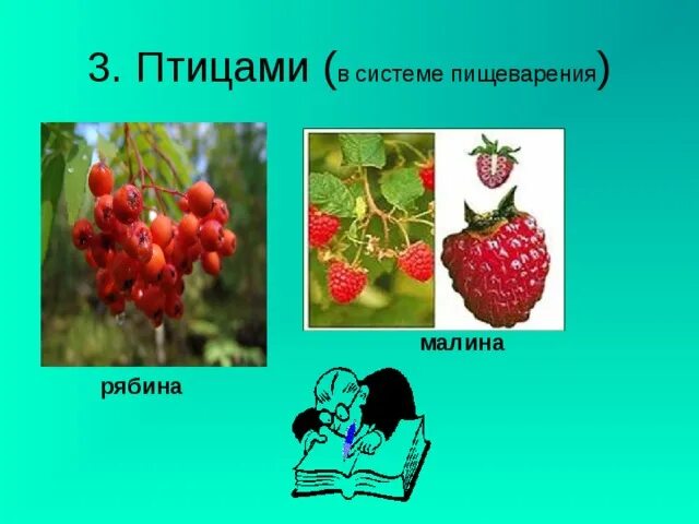 Распространение плодов рябины. Рябина приспособление к распространению. Способ распространения плодов рябины. Плоды рябины приспособлены к распространению.