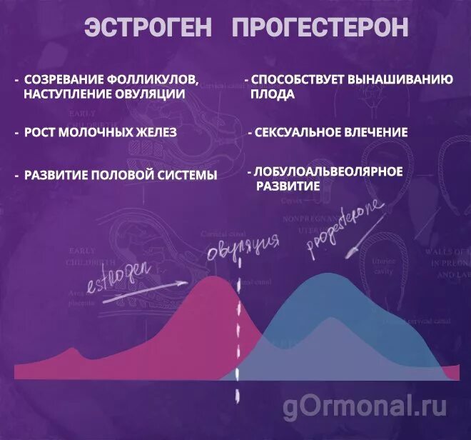 Низкие гормоны у мужчин. Эстроген и прогестерон. Эстрогены женские. Эстрогены прогестерон женские гормоны. Функции эстрогена и прогестерона.