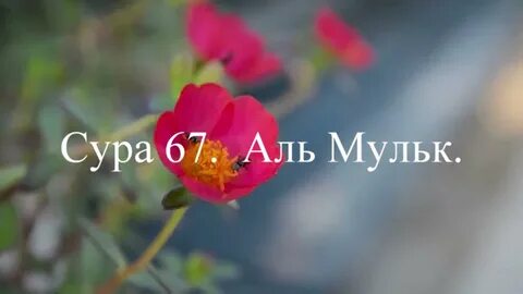 Сура мульк слушать