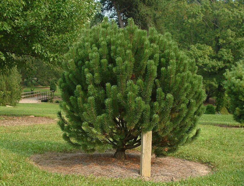 Pinus ponderosa. алферьевская сосна. взрослая сосна. Pinus sylvestris (сосна обыкновенная) "watereri". крона сосны.