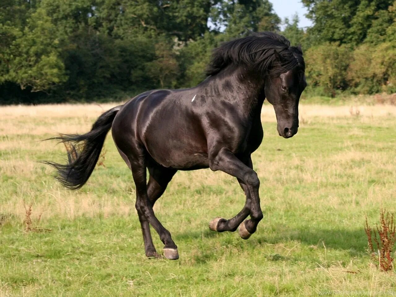 Дикий гнедой Мустанг. Лошадь породы Мустанг черный. Вороной Мустанг лошадь. Мустанг дикий чёрный конь.