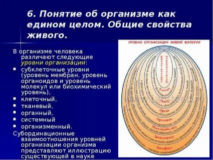 Почему организм представляет собой единое целое