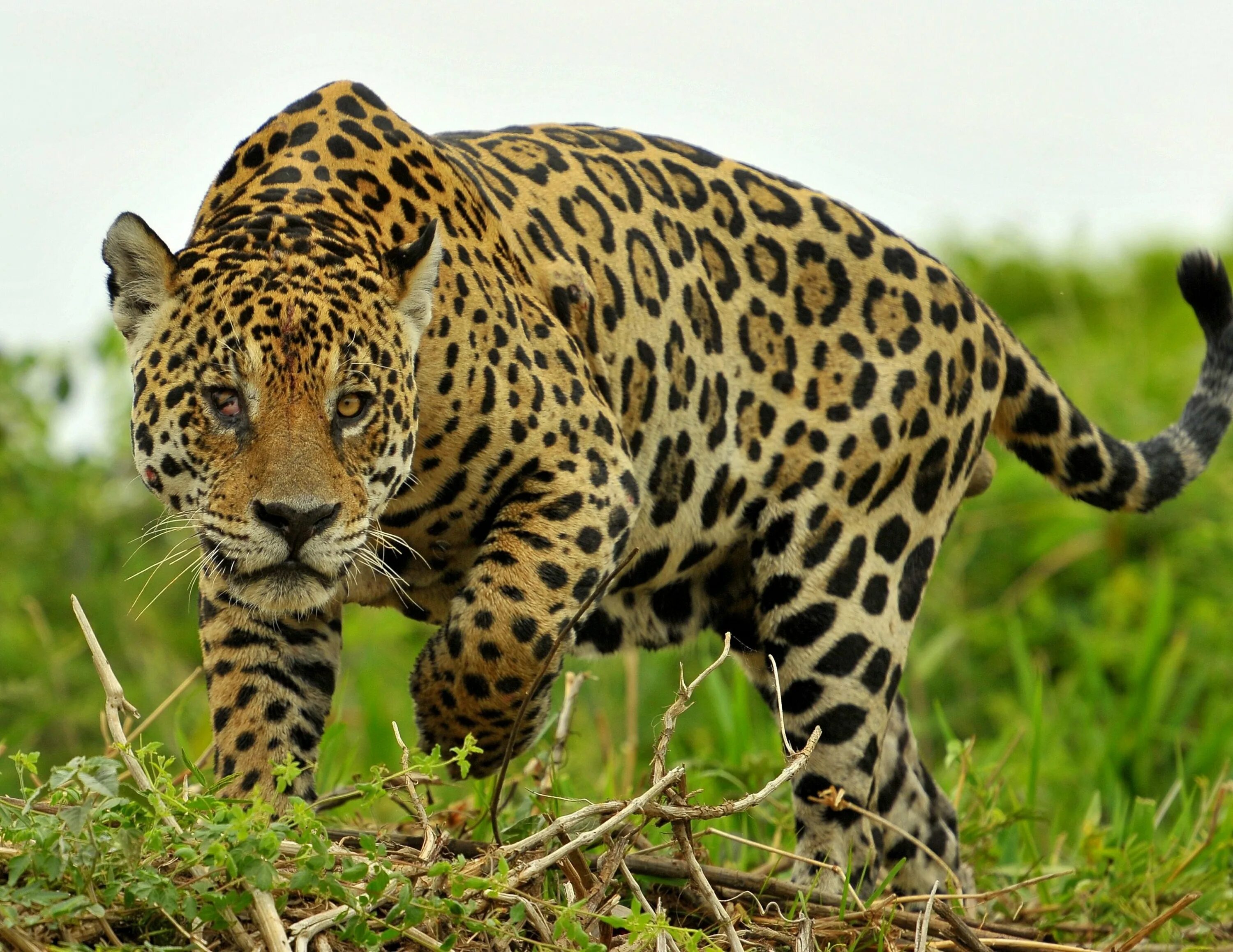 Animal latin. Ягуар Южная Америка. Берберийский леопард. Амазонский Ягуар. Североамериканский Ягуар.