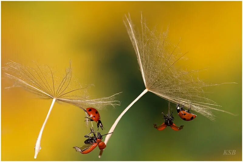 Мечты становятся реальностью. Пусть то что сегодня было мечтой. Пусть то что сегодня было мечтой завтра станет. Пусть каждая мечта станет реальностью. Пусть мечты станут реальностью.