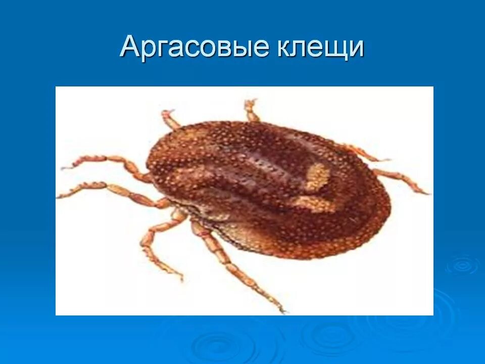 Представитель семейства аргазовые клещи. Семейство иксодовые клещи. Таблица отряда паразитиформные клещи. Иксодовые и аргасовые клещи. Иксодовые и аргасовые клещи.