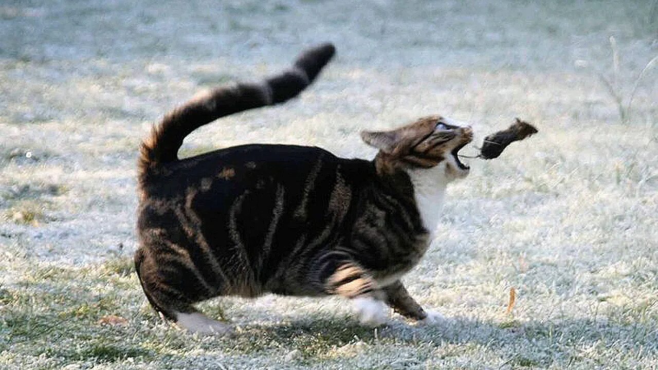 Кот охотится на мышь. Кошка гонится за мышкой. кошка ловит мышь. кот бежит за мышкой. смешной бегущий кот.