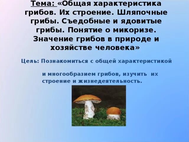 Значение шляпочных грибов в жизни человека. Шляпочные грибы в жизни человека. Общая характеристика грибов. Общая характеристика шляпочных грибов. Шляпочные грибы значение.