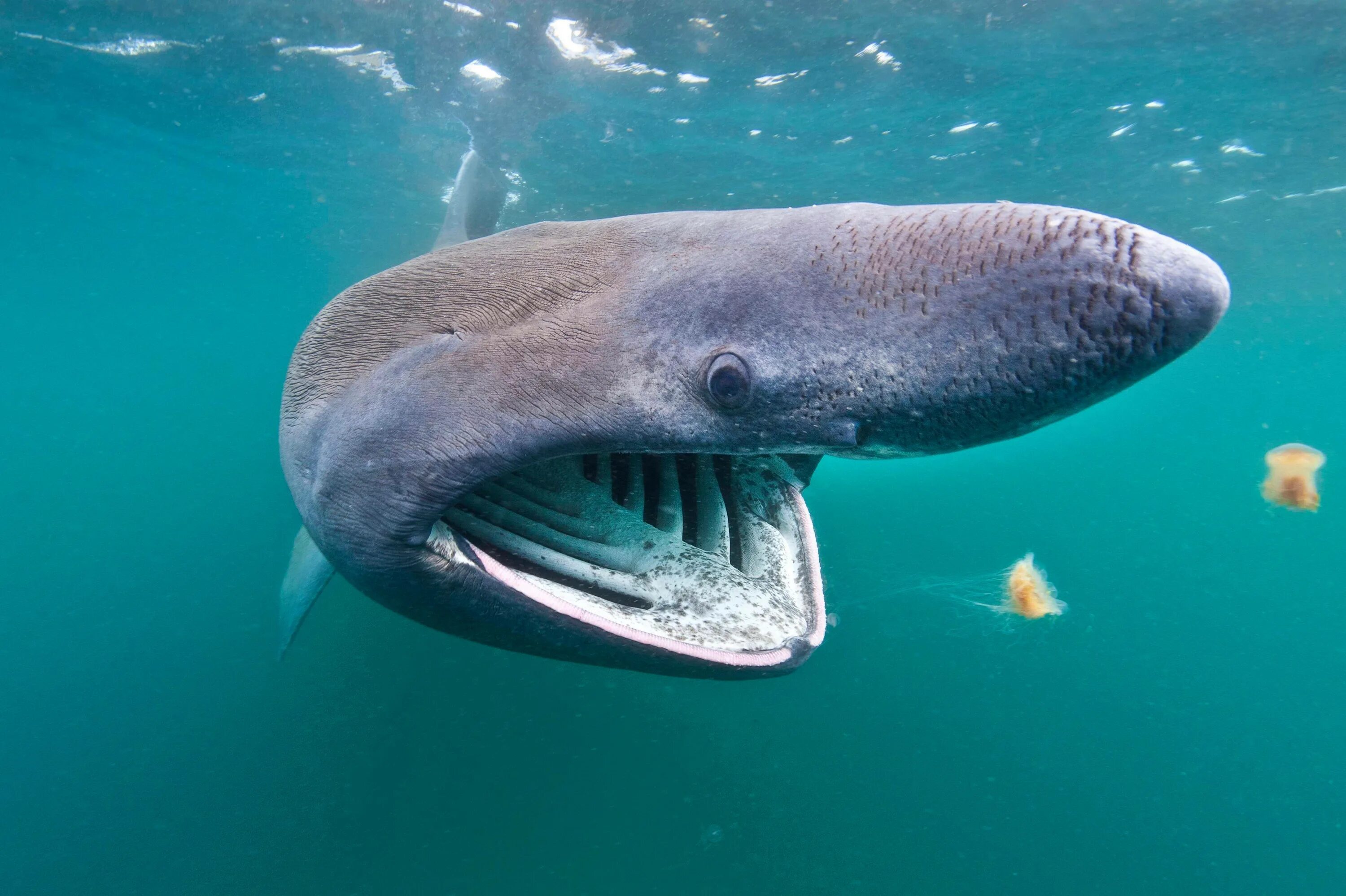 Сама большая акула. Гигантская акула (basking Shark). Гренландская Полярная акула. Cetorhinus Maximus. Cetorhinus Maximus акула.