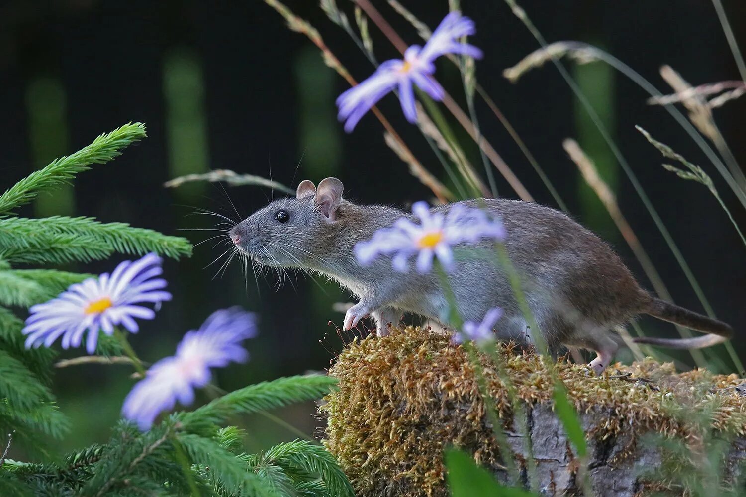 Мыши весной. Серая полевка, Полевая мышь. Крыса полевка. Крысы мыши полевки. Мышиная полевка цветок.