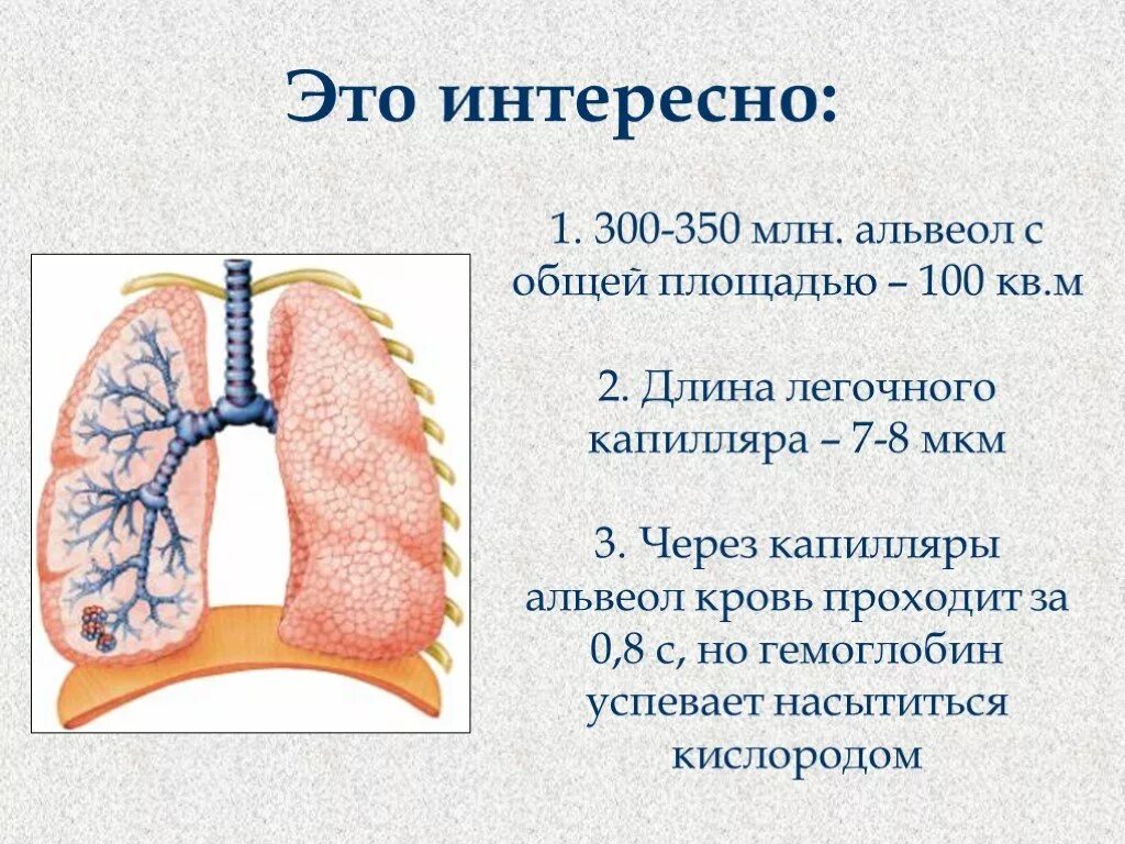 Нос орган дыхания. Интересная информация про дыхательную систему. Гигиена дыхания. Интересные факты про легкие. Дыхательная система.