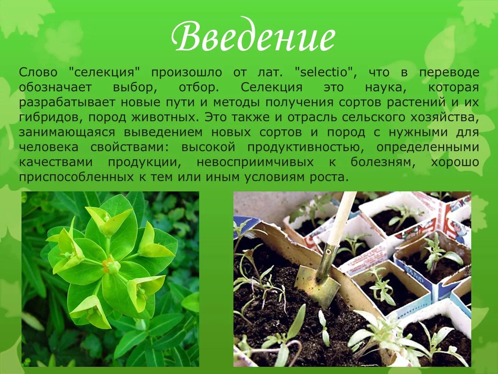 Методы выведения сортов растений. Селекция растений. выведение сортов растений. введение селекция. селекционер растений.