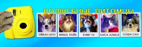 Кис лайк