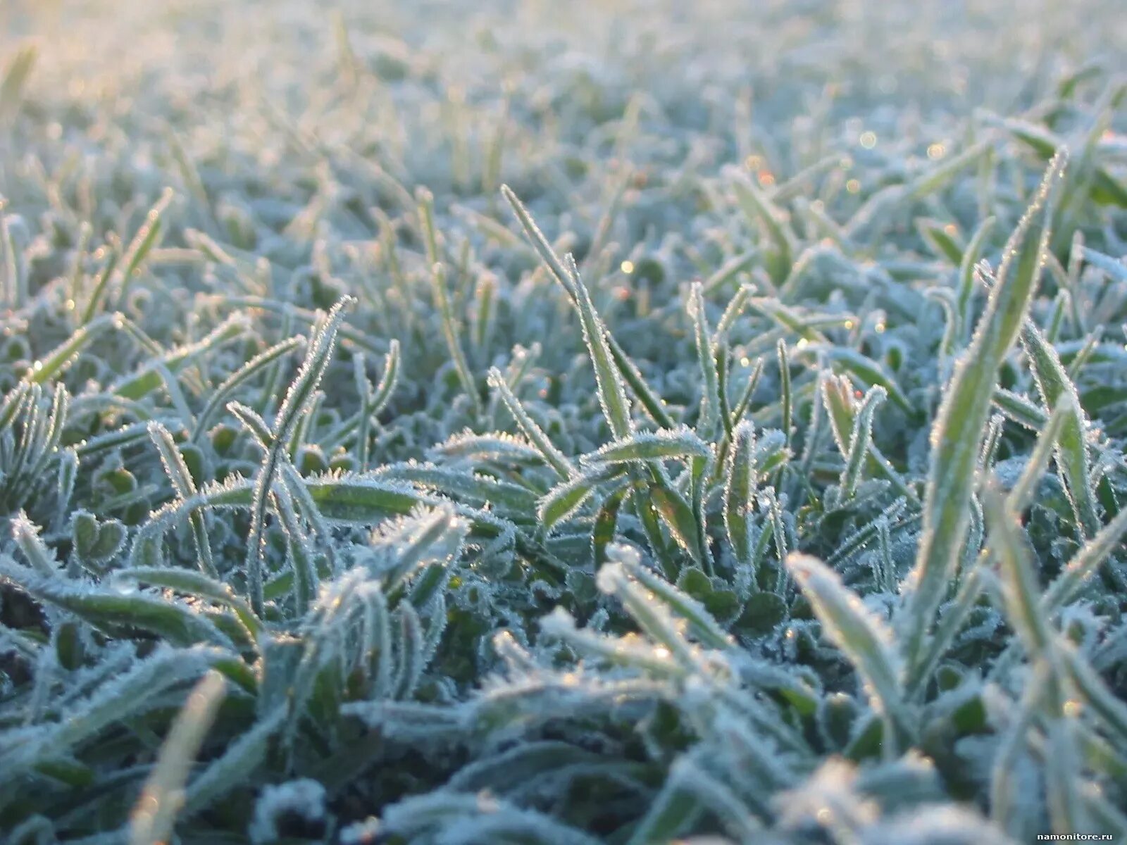 Напишите слова во множественном числе. Самое единственное слово заморозки. Как склонять причастия по падежам. Смысл слова заморозки. Множественное число слова сторож.
