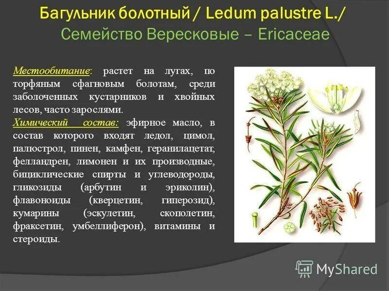 Багульник (Ledum palustre). Багульник болотный Сибирский. Багульник болотный Ledum palustre l.. Багульник болотный гербарий.