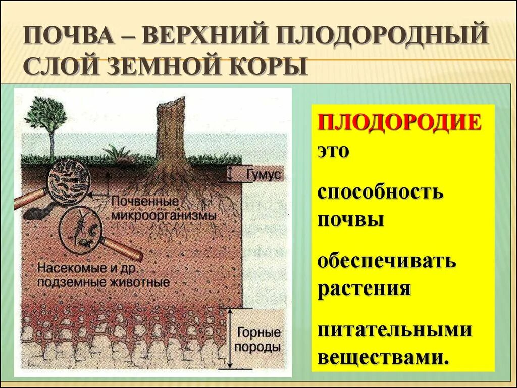 Плодородие почвы. Верхний плодородный слой почвы. Почва – это верхний плодородный слой земной коры.. Верхний плодородный слой земной коры это.