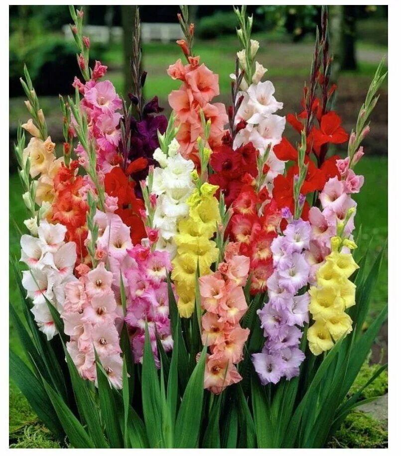 гладиолусы цветы луковицы. цветок длинный с цветами. гладиолус гламини. гладиус цветы. высокие длинные цветы.