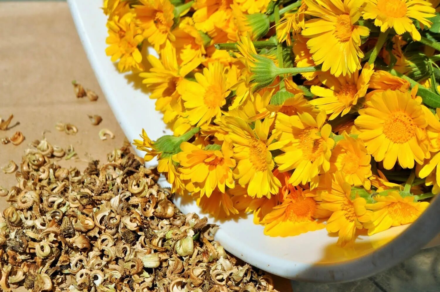 Плод календулы. Календула цитронгельб. календула лрс. calendula officinalis l. цветки календулы лрс.