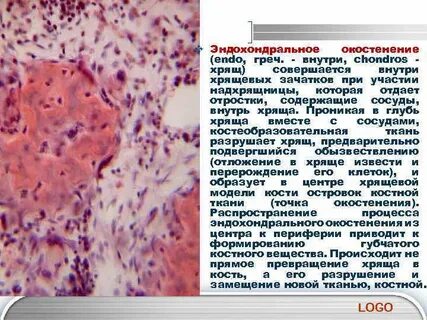 Перихондральное окостенение при непрямом остеогенезе