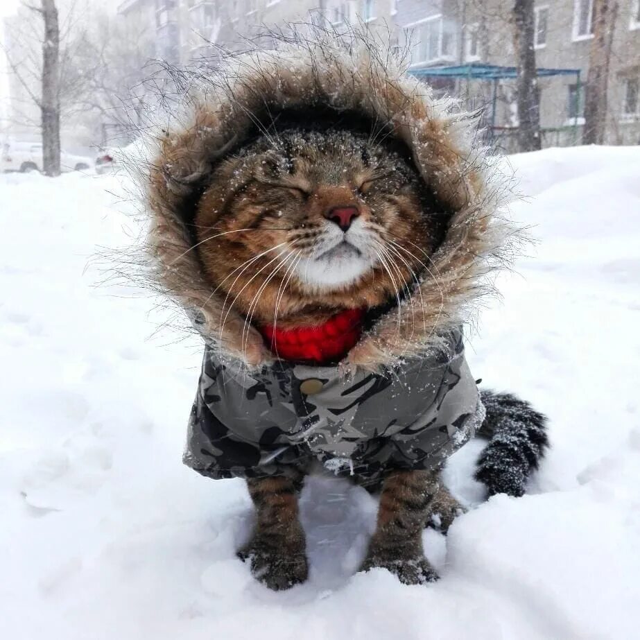 Доброе утро сильный мороз. Зимние коты. Котики в зимних нарядах. Кот замерз. Доброе Снежное утро кот.