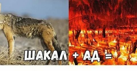 Друг шакала