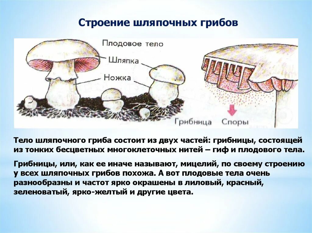 Имеют пластинчатые и трубчатые плодовые тела. Строение шляпочного гриба строение. Строение шляпочного гриба. Царство грибов строение грибницы. Царство Шляпочные грибы.