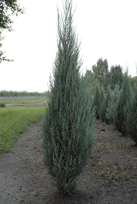 Ялівець скельний Silver Star - Botaniq Garden