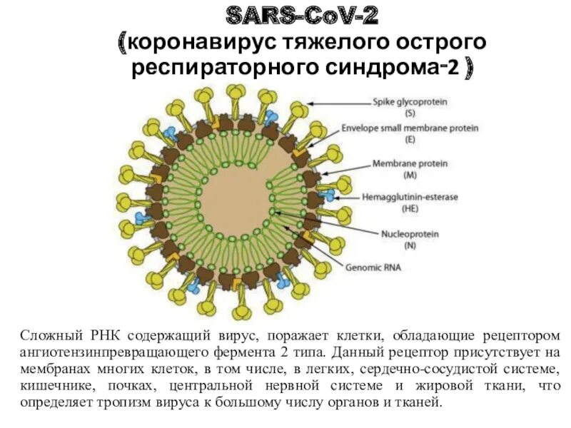 Коронавирус в области на сегодняшнюю. Коронавирус SARS-cov-2. Рецепторы АПФ 2 И коронавирус. Строение вируса SARS-cov-2. Коронавирус SARS-cov-2 строение.