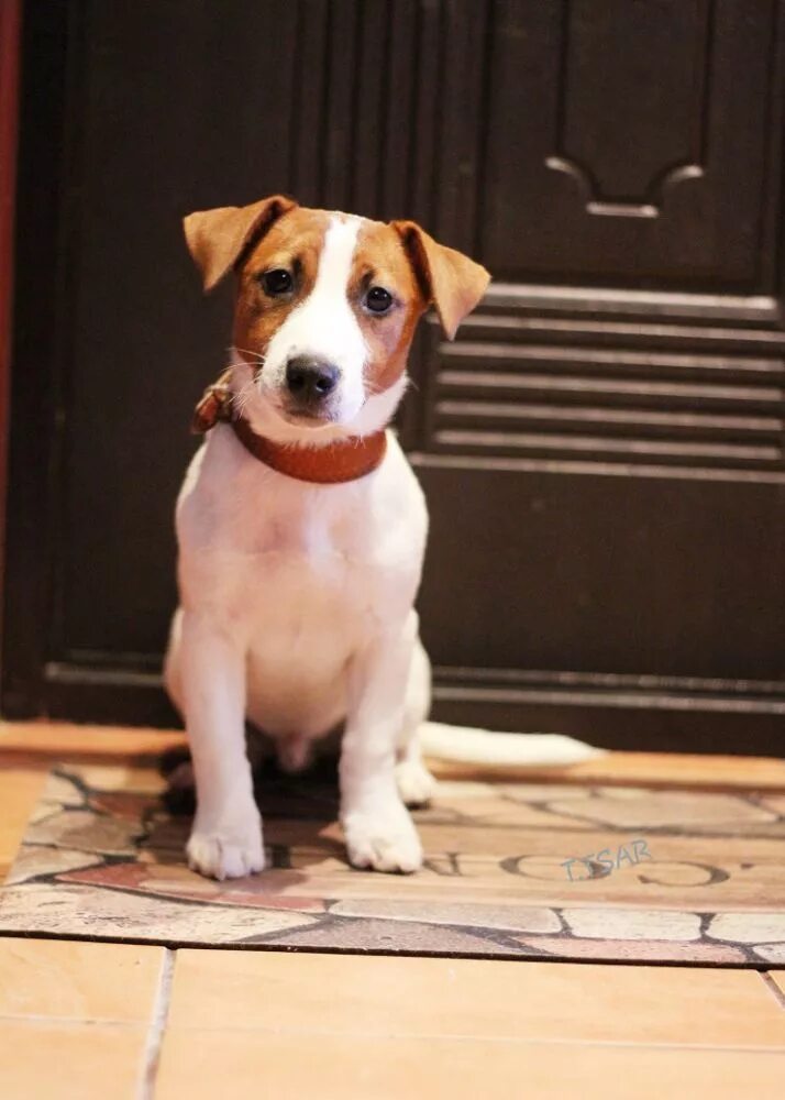 Джек рассел гладкошерстный. Майло джек рассел. Джек-рассел-терьер джина. Рассел терьер в квартире. Джек-рассел-терьер гладкошерстный.