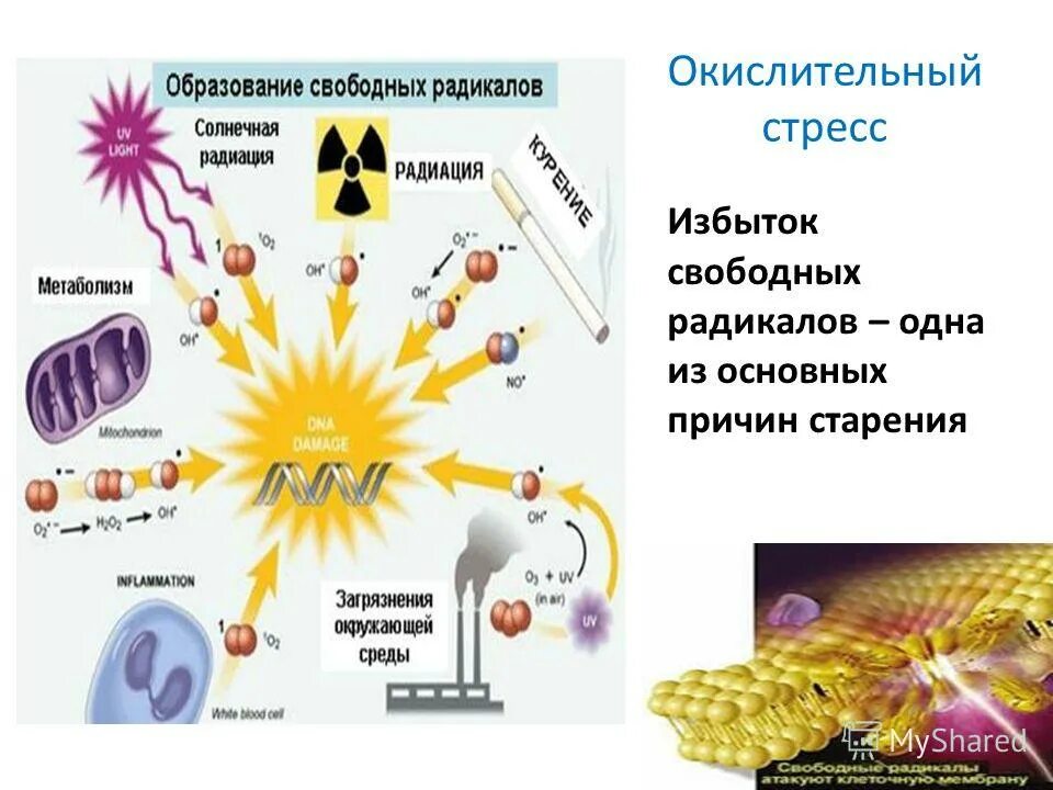 свободные радикалы в организме. свободные радикалы в клетке. процесс образования свободных радикалов. свободные радикалы. процесс образования свободных радикалов.