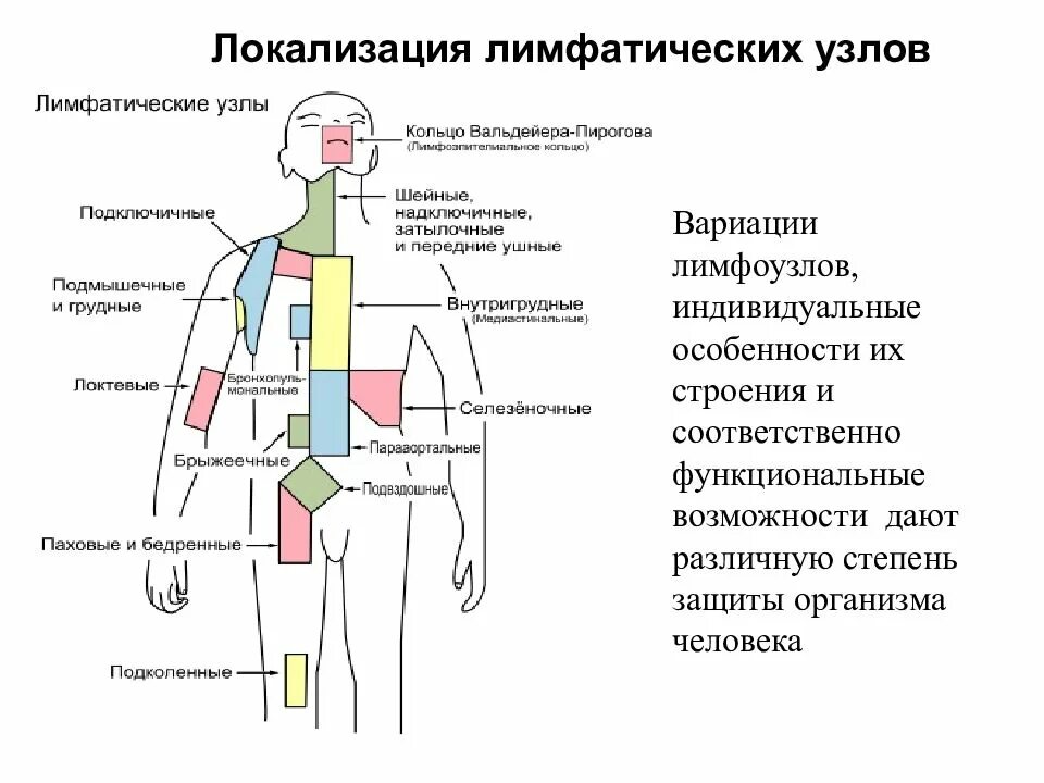 Расположение основных групп регионарных лимфатических узлов. Схема региональных лимфатических узлов. Регионарные лимфоузлы схема. Лимфатические узлы анатомия расположение. Почему увеличивается лимфатические узлы