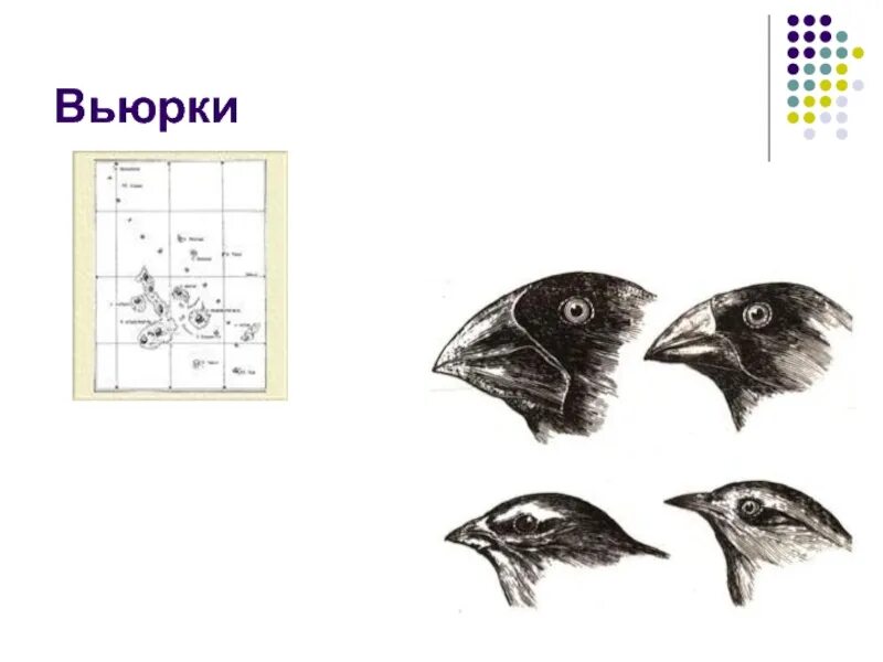 Бобылева вьюрки читать. Бобылева вьюрки читать