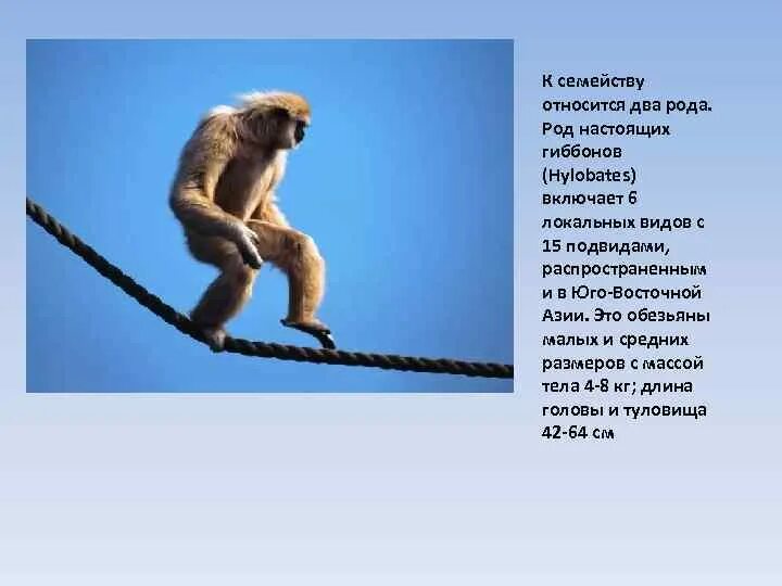 Адаптации приматов к древесному образу. Приспособленность шимпанзе. обезьяна приспособления. приспособленность приматов. приспособление мартышка.
