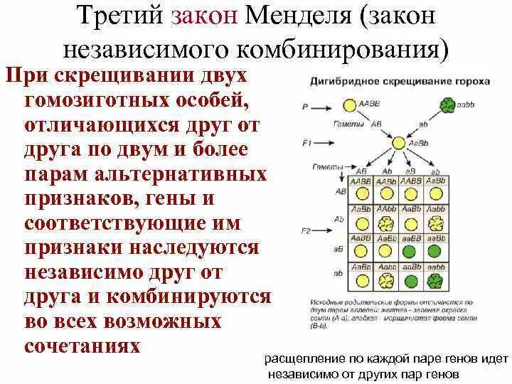 Расщепление при дигибридном скрещивании в f2. 3 Закон Менделя формулировка и схема. Схема скрещивания третьего закона Менделя. Независимое наследование признаков 3 закон Менделя. Закон независимого наследования таблица.