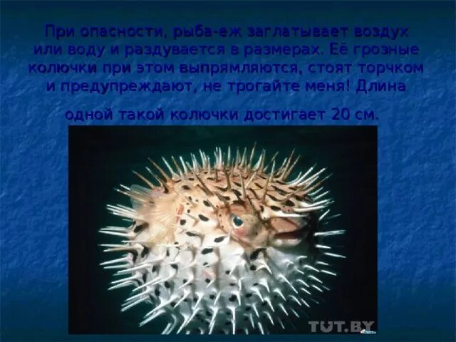 Заглатывание воздуха латынь