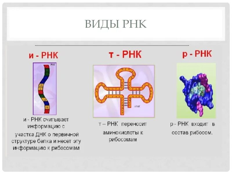 Строение т РНК 9 класс. Строение и функции МРНК, ТРНК, РРНК. РНК ИРНК ТРНК РРНК кратко. Строение различных видов РНК. Рисунок молекулы рнк