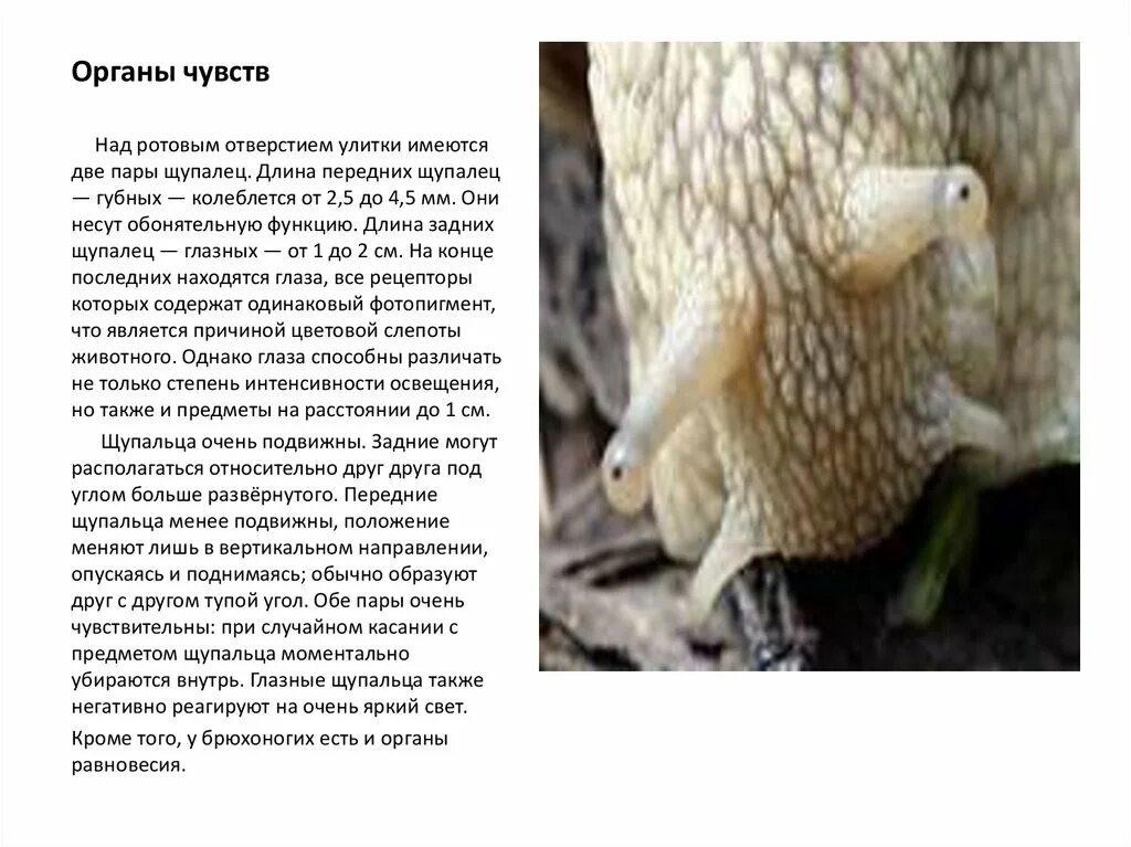 Какие органы чувств имеются у улитки. Морда улитки. У виноградной улитки фасеточные глаза. Зубы ахатинской улитки под микроскопом. Глаза улитки.